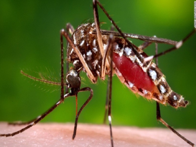 ¡Entérate! Identificaron proceso por el cual el virus del Zika genera microcefalia