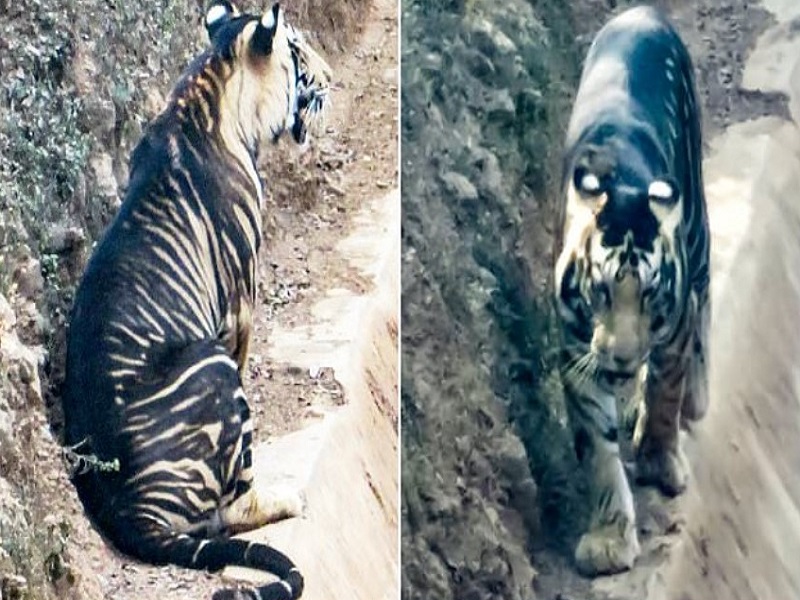 Captan imágenes de un inusual tigre negro