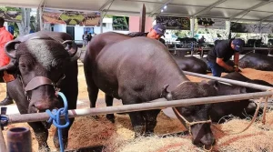 Expoferia Nacional Bufalina-Caprina-Ovina