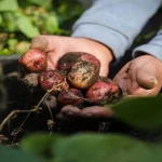 Ecofestival de la Papa Nativa 2025: avances productivos y soberanía alimentaria en Mérida