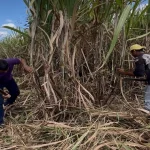 Cañicultores iniciarán la zafra 2026 en Sucre a mediados de abril